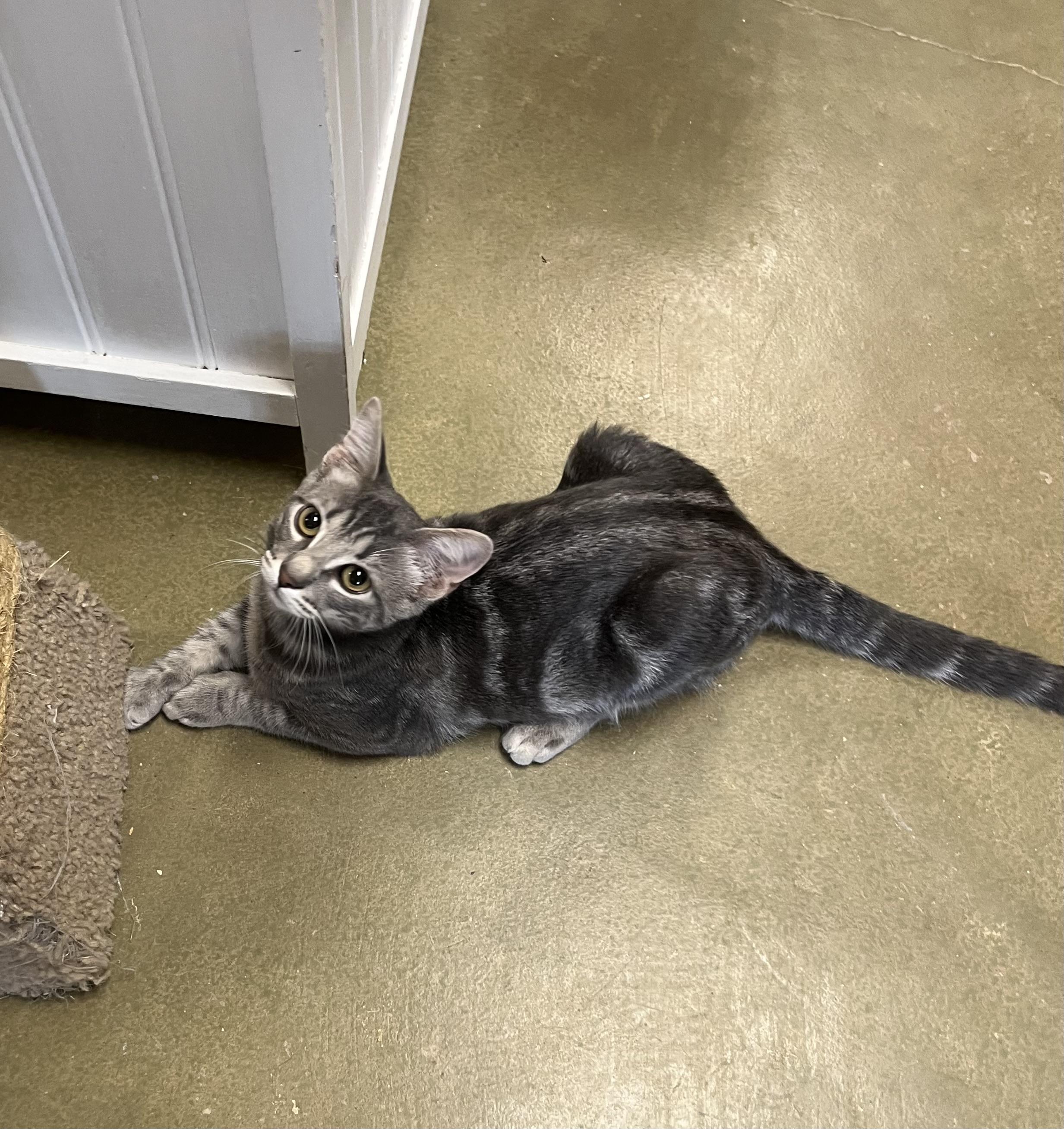 Enlarge Taz, a Adoptable mixed breed in Hillsboro, TX image 3/6