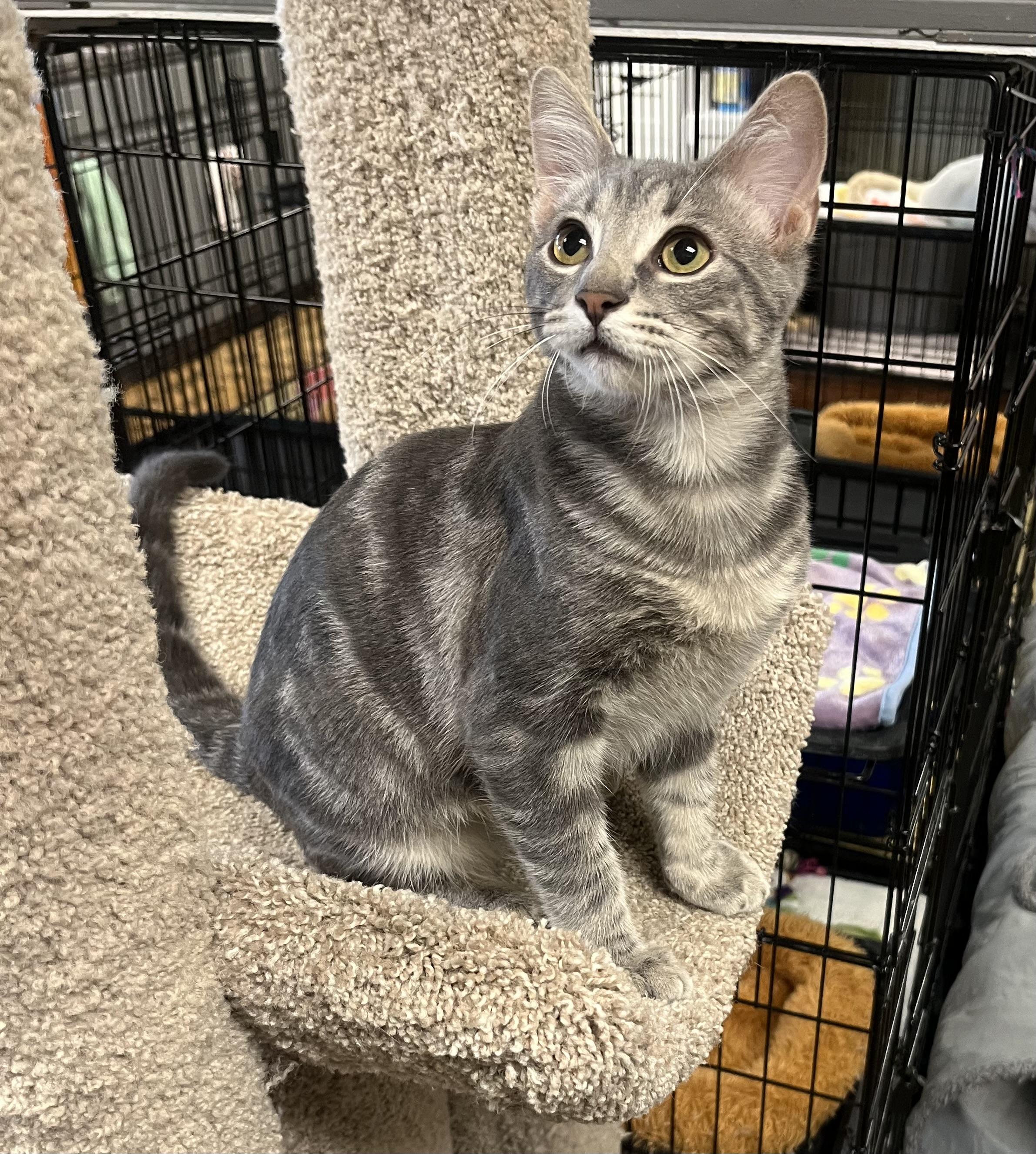 Enlarge Taz, a Adoptable mixed breed in Hillsboro, TX image 2/6