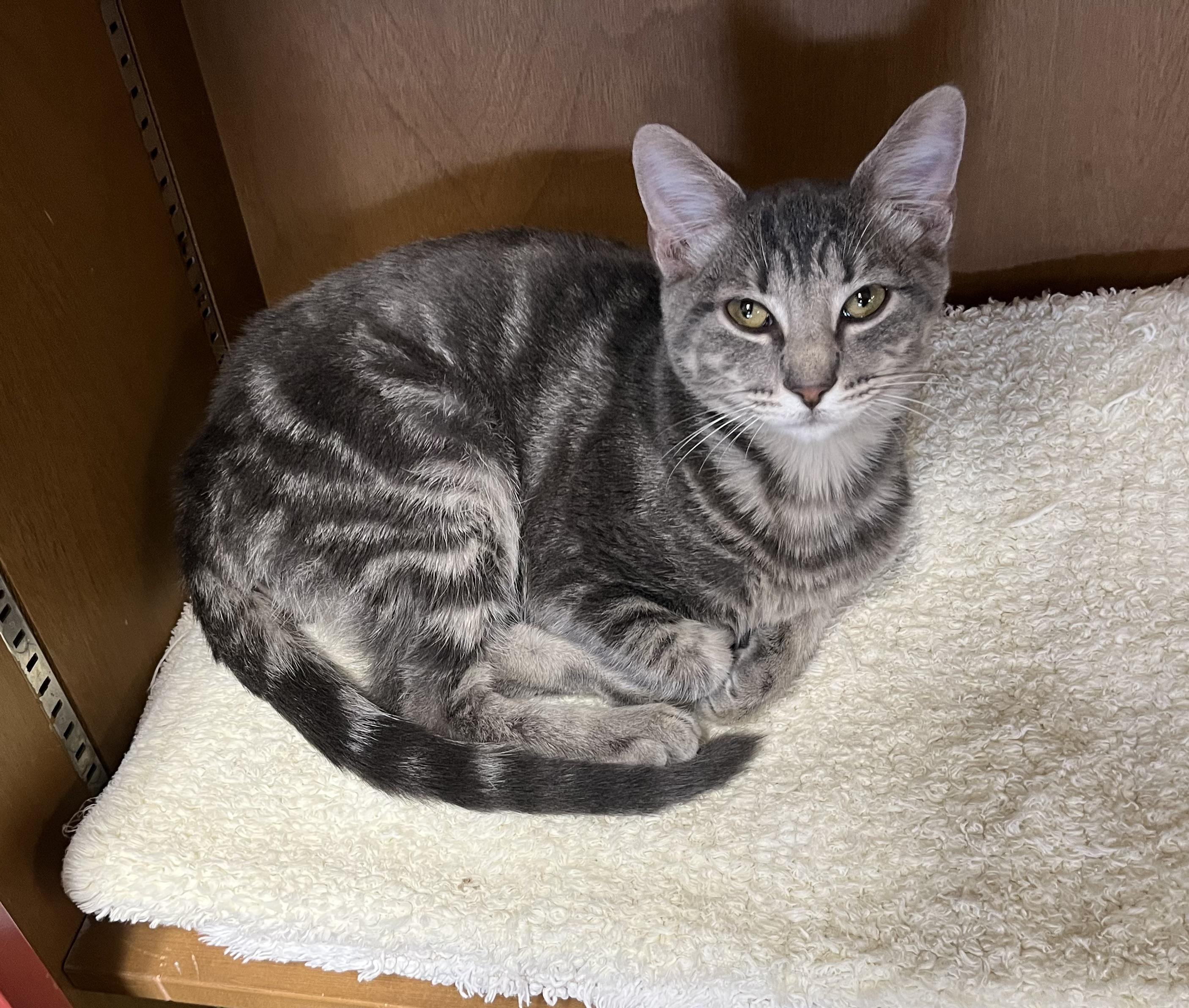 Taz, Adoptable, Kitten Male Tabby.