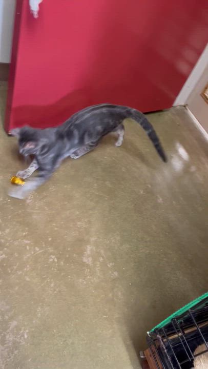 Enlarge Taz, a Adoptable mixed breed in Hillsboro, TX video 3/6