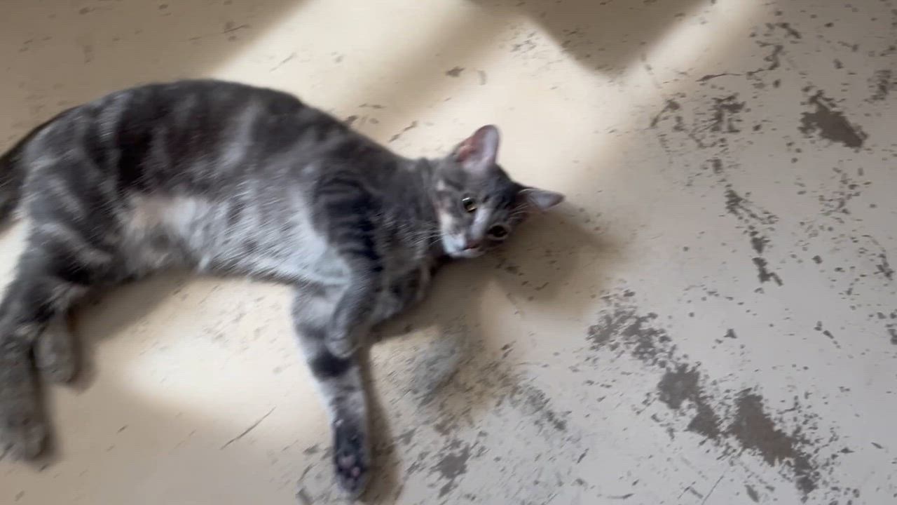 Enlarge Taz, a Adoptable mixed breed in Hillsboro, TX video 2/6