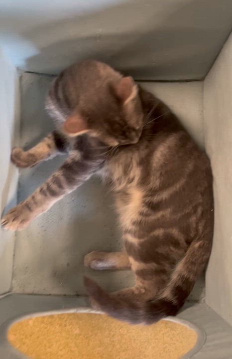Enlarge Taz, a Adoptable mixed breed in Hillsboro, TX video 3/6