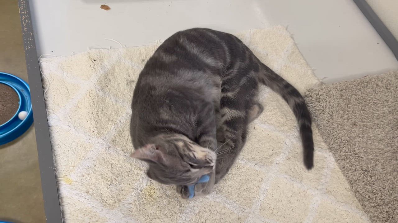 Enlarge Taz, a Adoptable mixed breed in Hillsboro, TX video 6/6