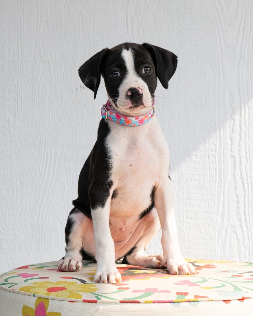 Spice Girls Litter - Ginger Spice, Adoptable, Puppy Female Mixed Breed.