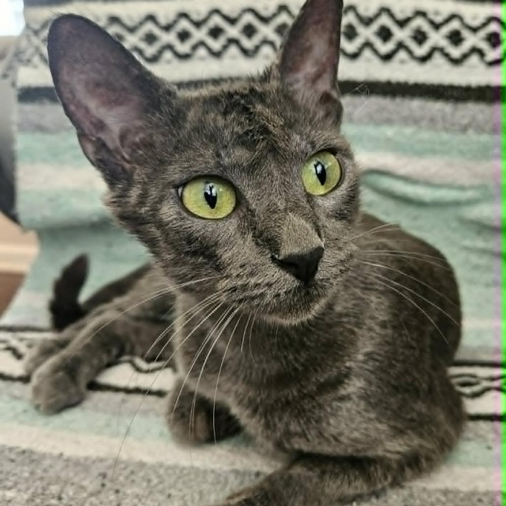 Enlarge Gabby, a Adoptable Domestic Short Hair in FAIRWAY, KS image 1/6
