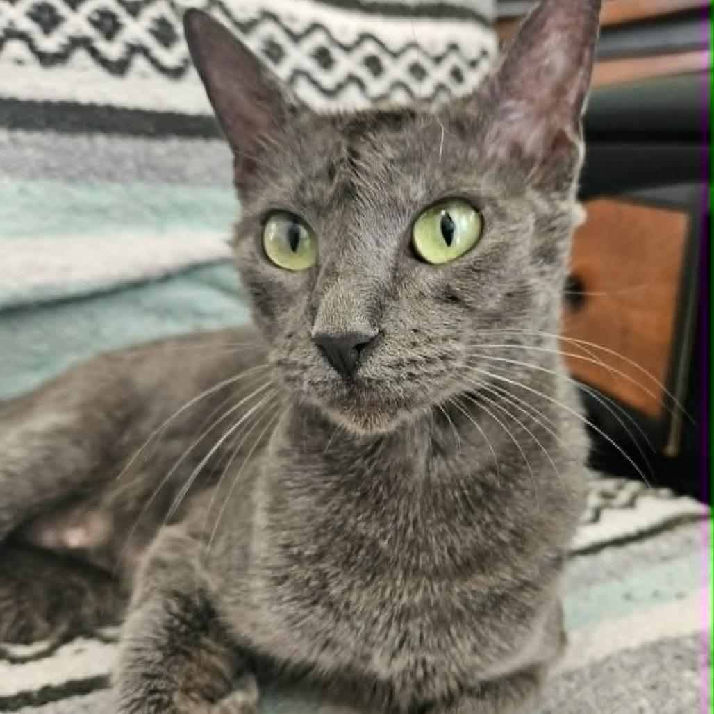Enlarge Gabby, a Adoptable Domestic Short Hair in FAIRWAY, KS image 2/6