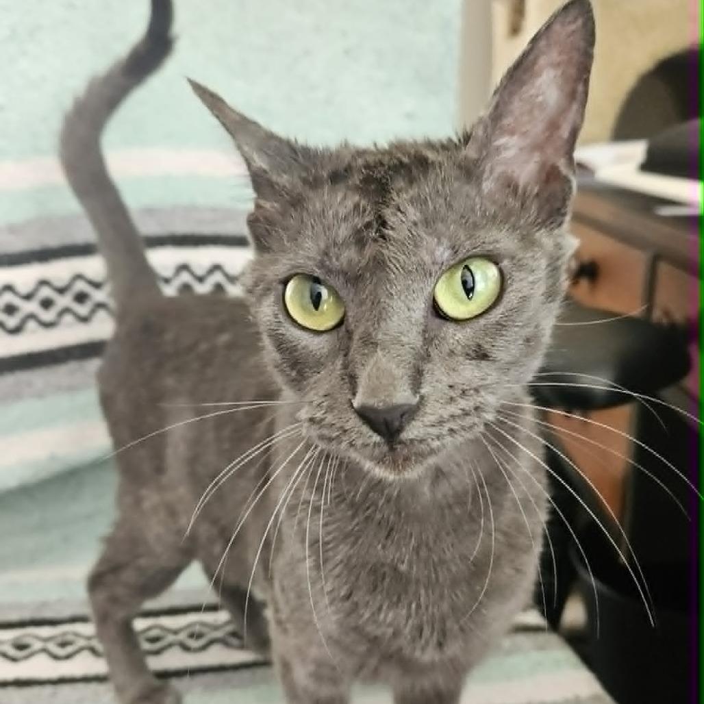 Enlarge Gabby, a Adoptable Domestic Short Hair in FAIRWAY, KS image 3/6