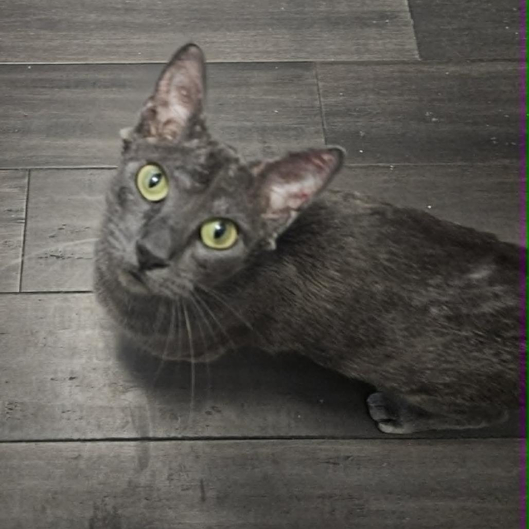 Enlarge Gabby, a Adoptable Domestic Short Hair in FAIRWAY, KS image 5/6