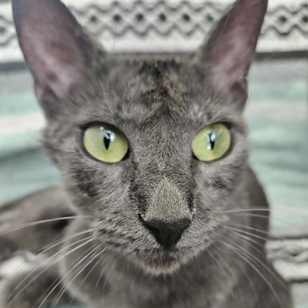 Enlarge Gabby, a Adoptable Domestic Short Hair in FAIRWAY, KS image 6/6