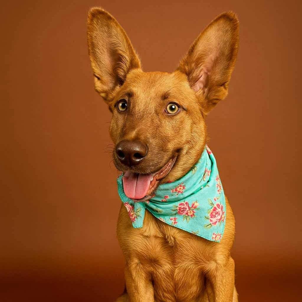 Batsy, Adoptable, Young Female German Shepherd Dog & Mixed Breed.