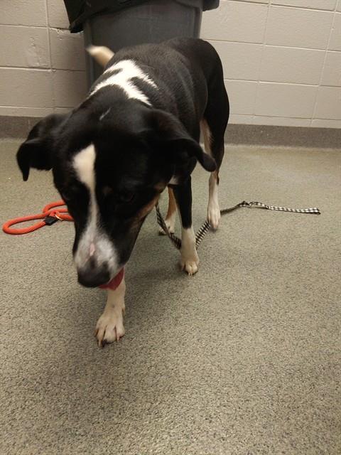 SAINT, Adoptable, Young Male Doberman Pinscher & Mixed Breed.