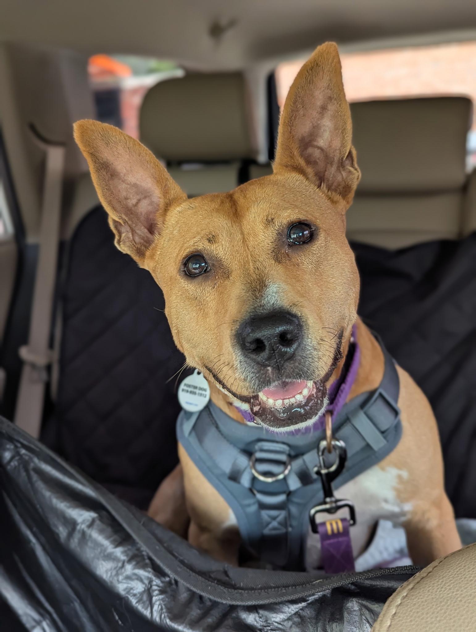 Maeve, Adult Female Carolina Dog