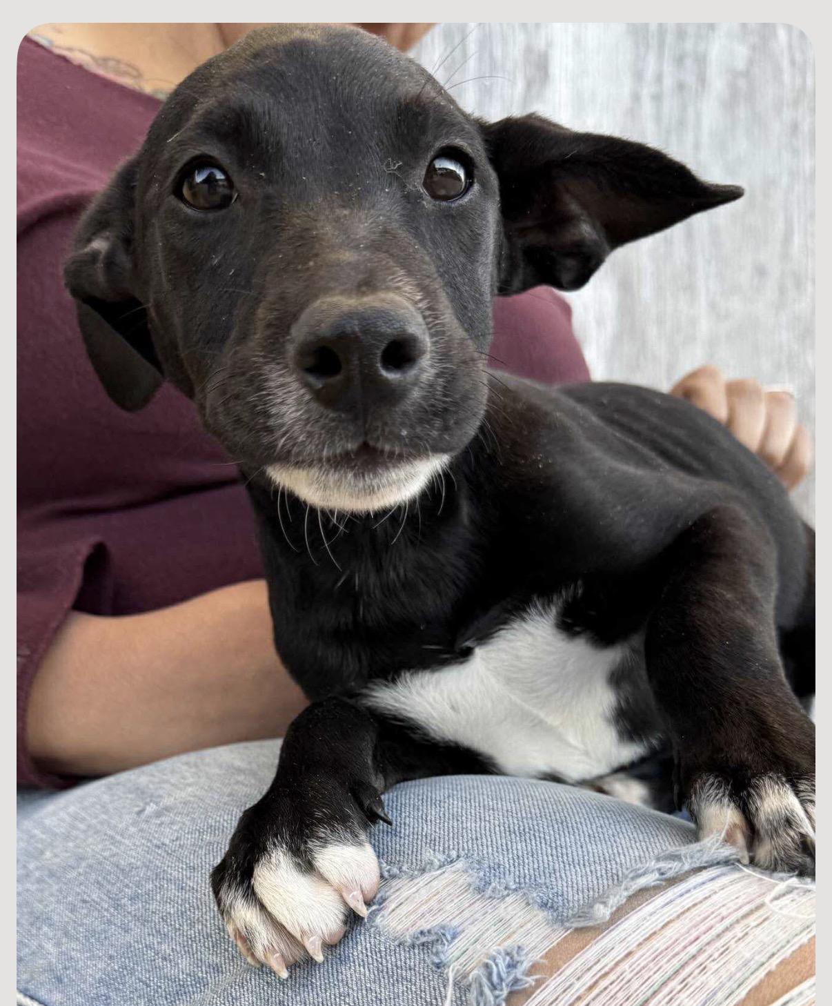 Pistachio , Adoptable, Puppy Female Australian Cattle Dog / Blue Heeler & Cattle Dog.