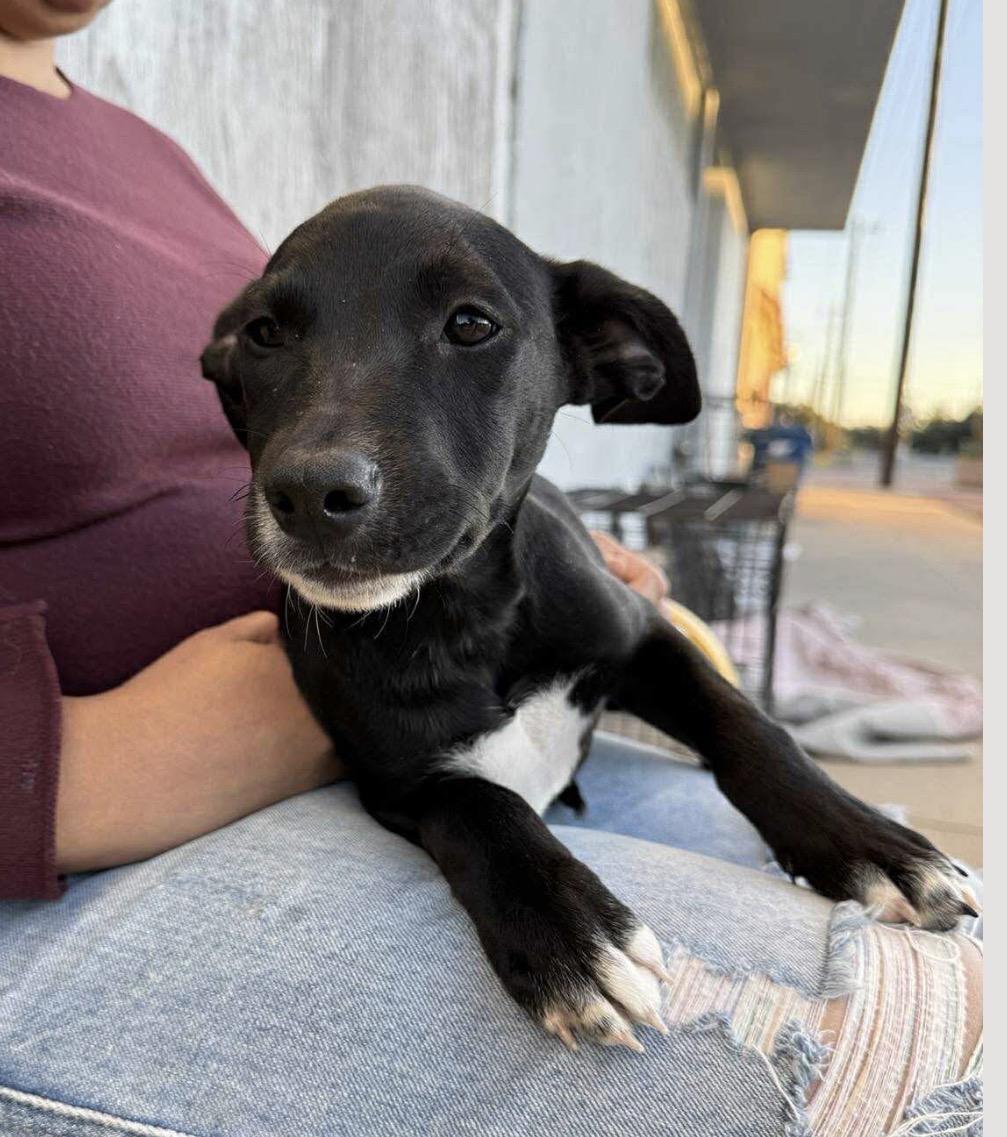 Enlarge Pistachio , a Adoptable mixed breed in Portland, OR image 2/6