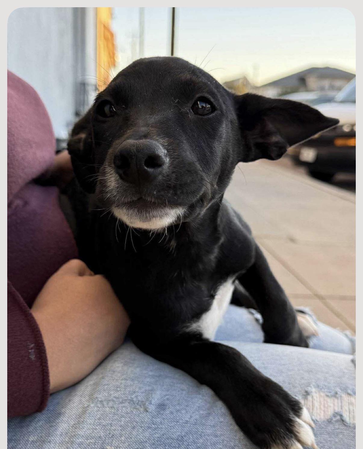 Enlarge Pistachio , a Adoptable mixed breed in Portland, OR image 3/6