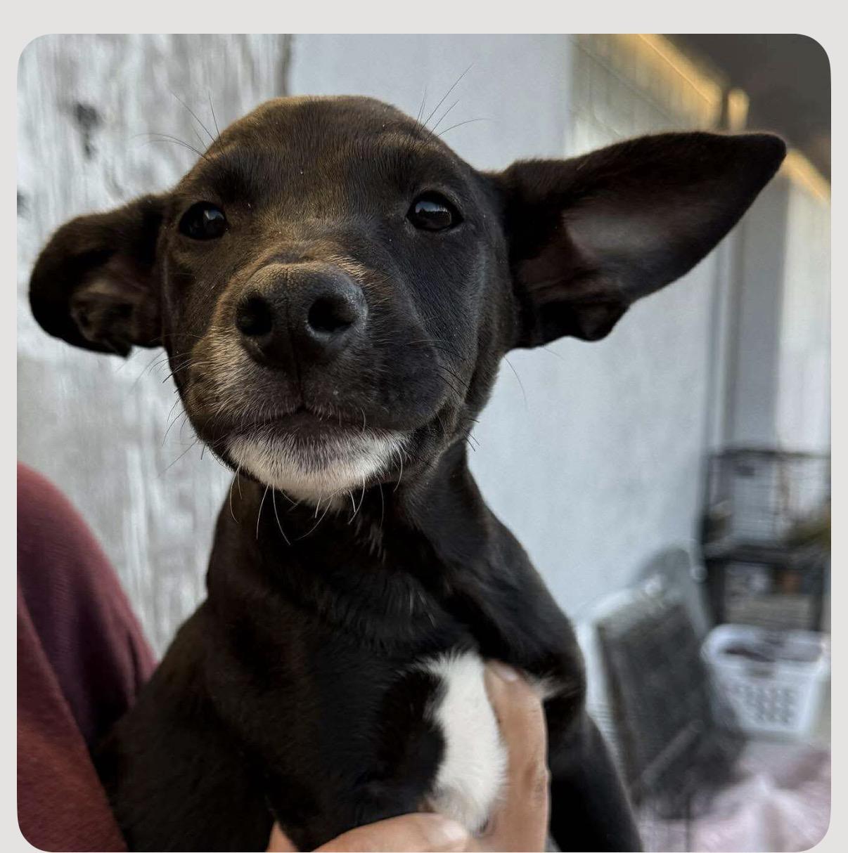 Enlarge Pistachio , a Adoptable mixed breed in Portland, OR image 4/6