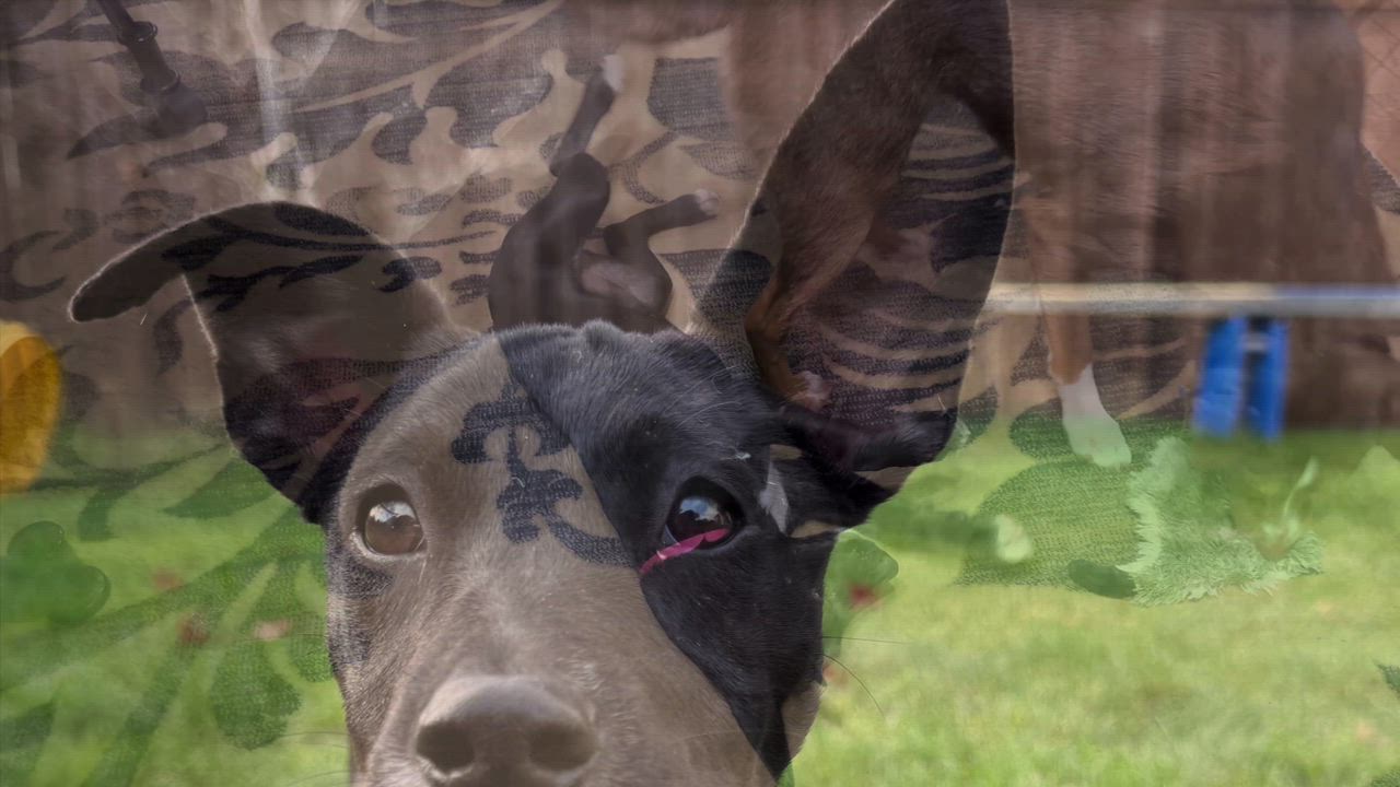 Enlarge Pistachio , a Adoptable mixed breed in Portland, OR video 6/6