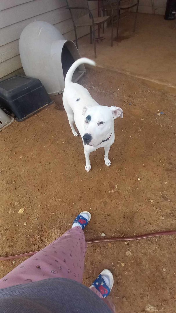 Enlarge Ruger, a Adoptable mixed breed in La Crosse, WI image 1/2