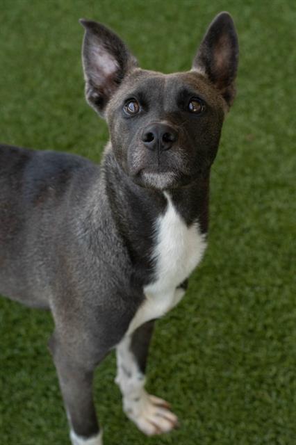 JOJO, Adoptable, Young Male Staffordshire Bull Terrier & Husky.