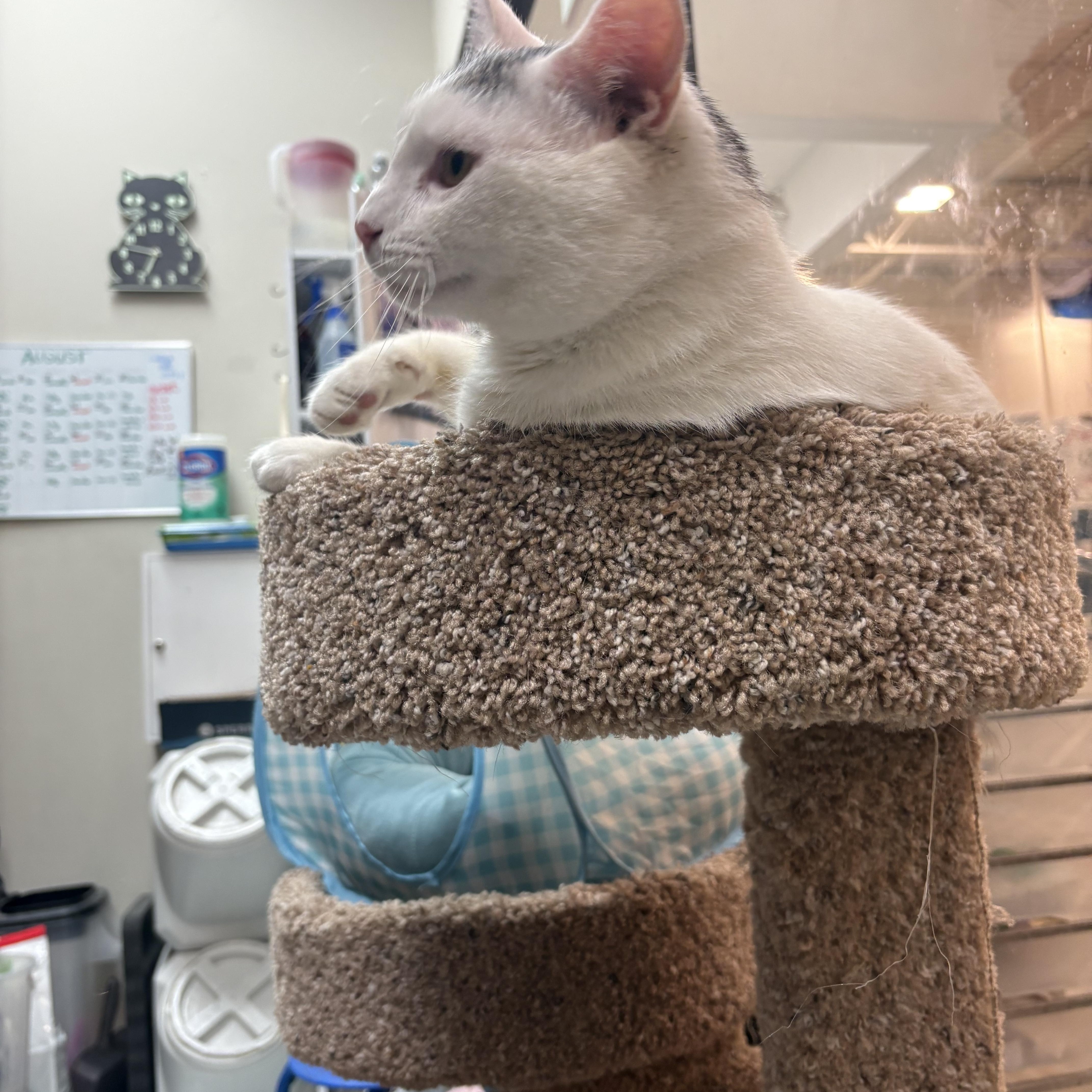 Enlarge Cricket, a ADOPTABLE mixed breed in Latham, NY image 2/5