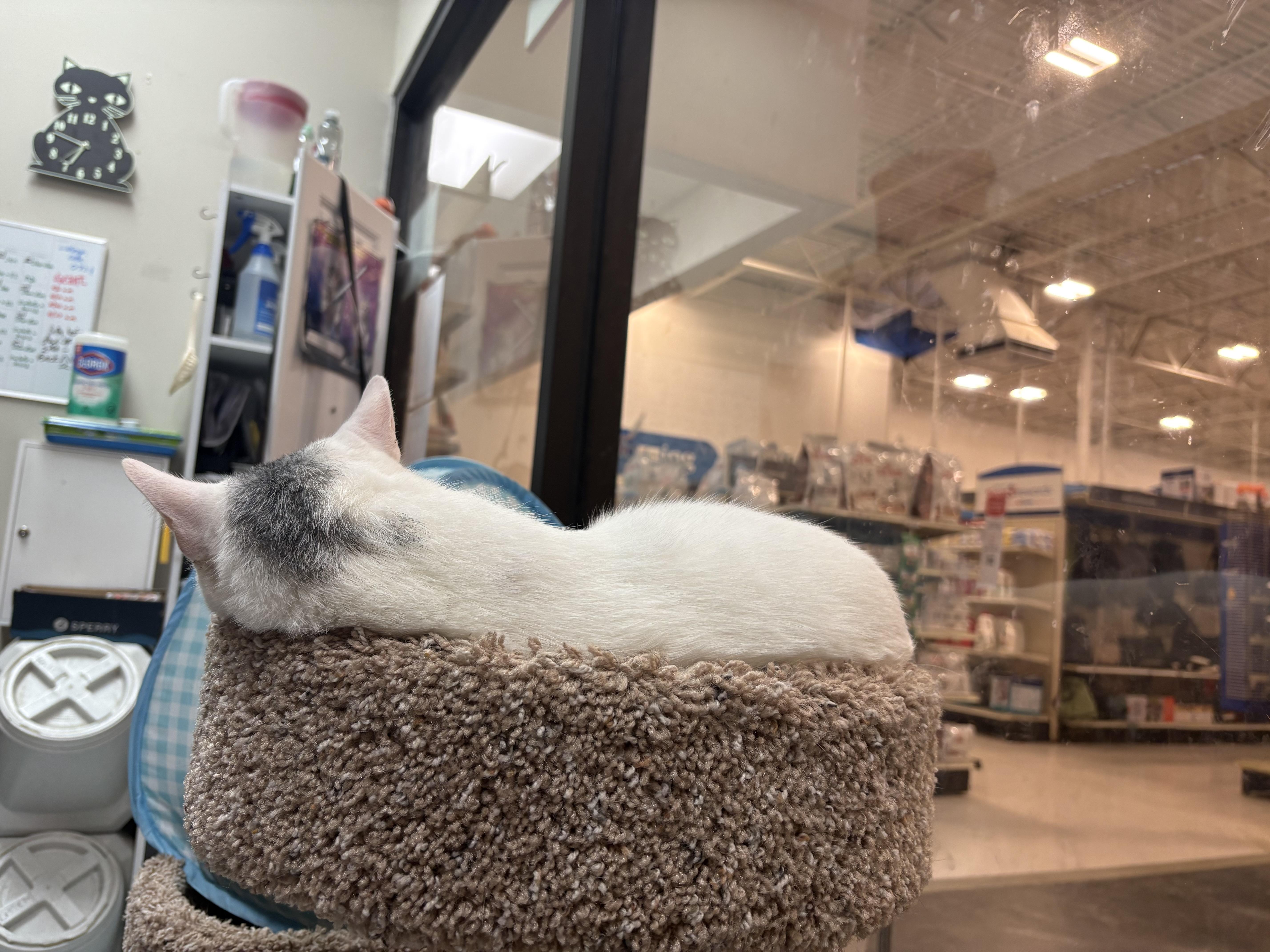 Cricket, ADOPTABLE, Adult Male Domestic Short Hair.