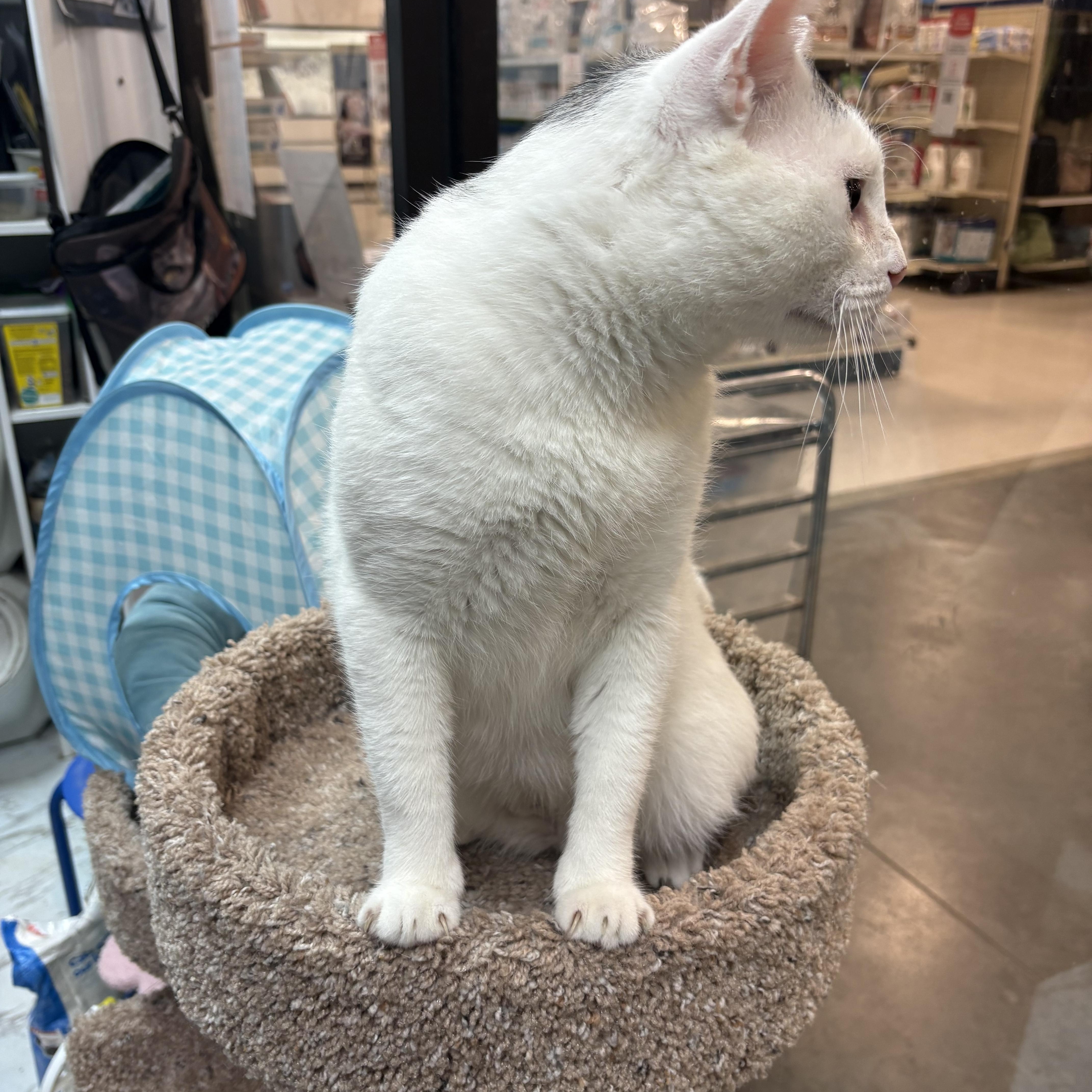 Enlarge Cricket, a ADOPTABLE mixed breed in Latham, NY image 5/5
