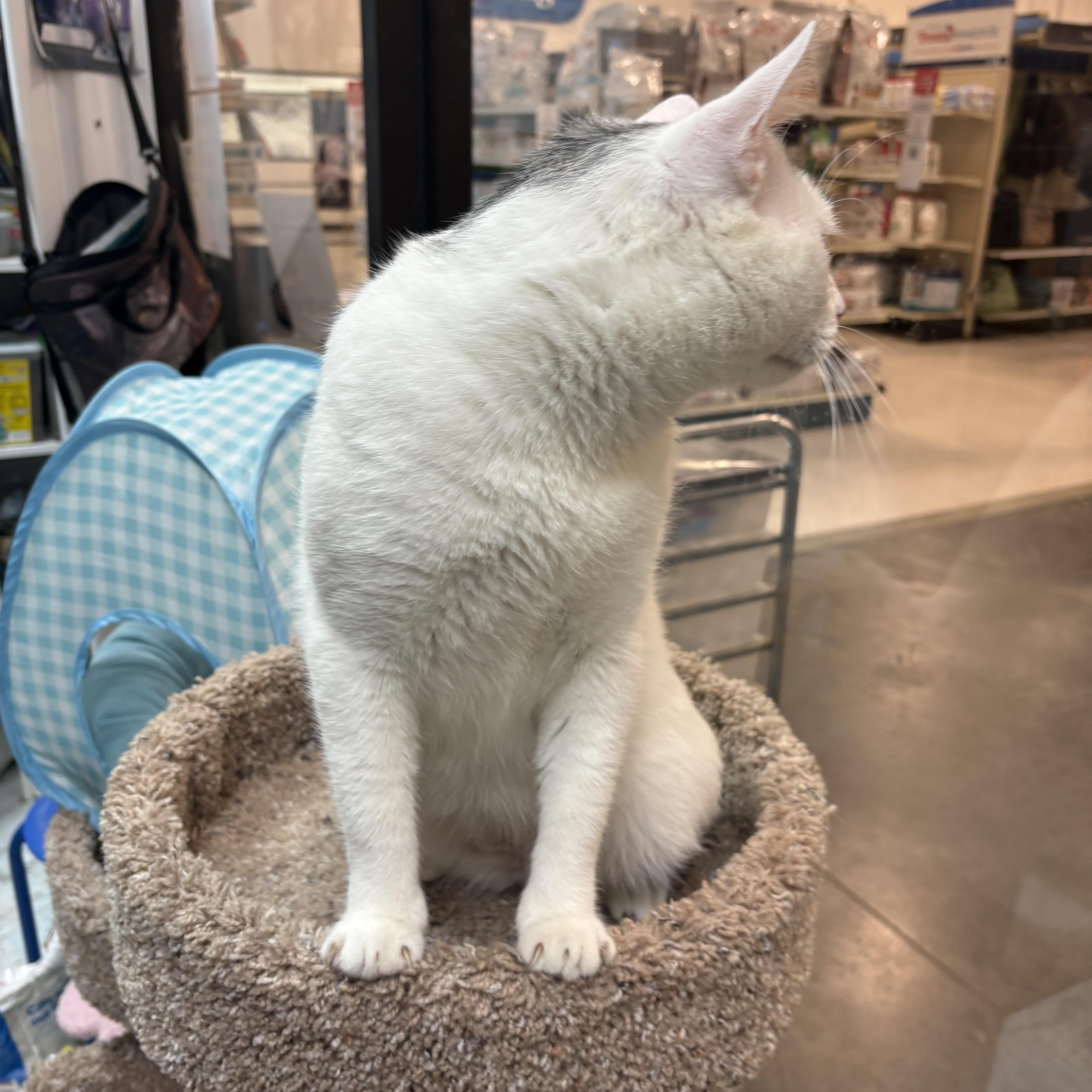 Enlarge Cricket, a ADOPTABLE mixed breed in Latham, NY image 3/5
