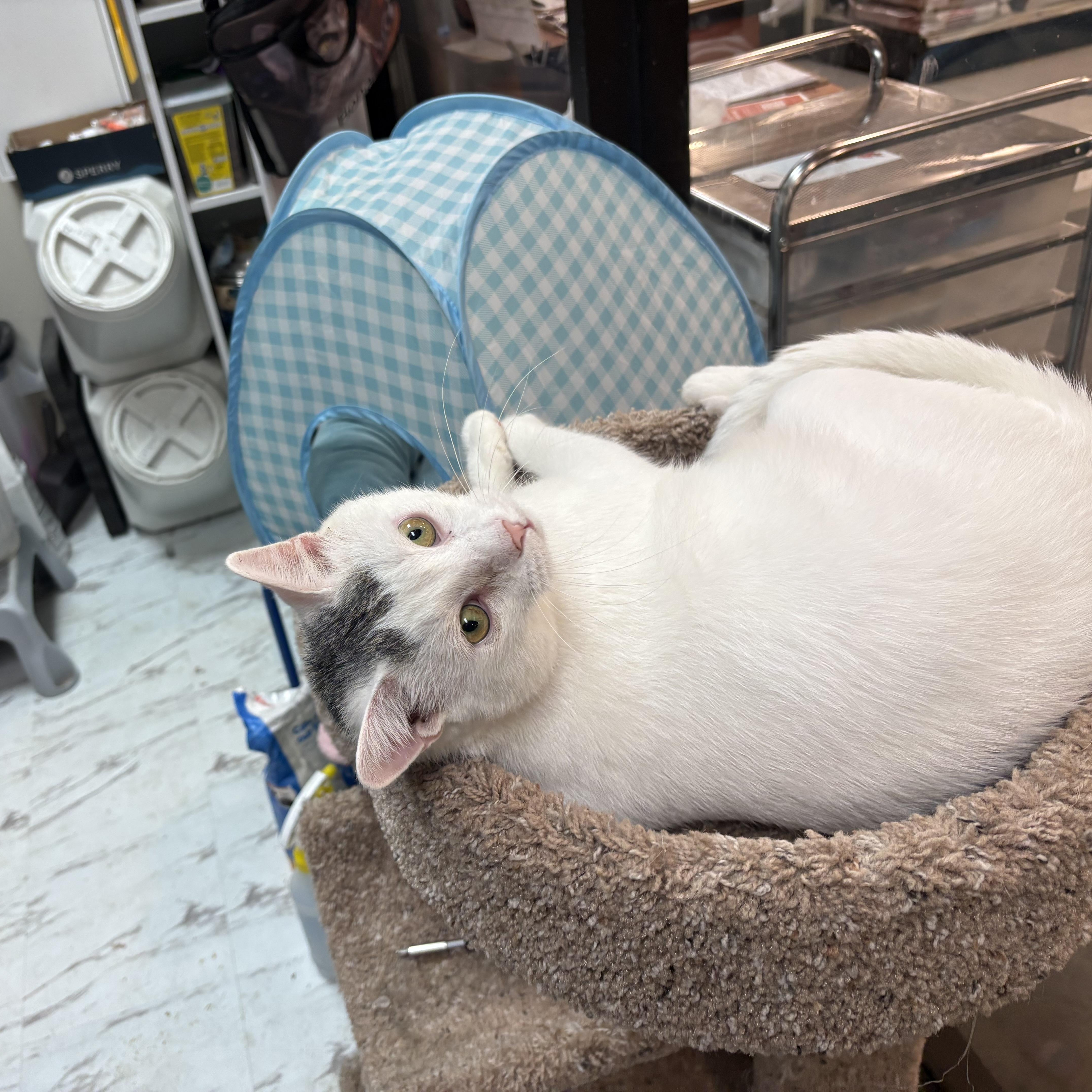 Enlarge Cricket, a ADOPTABLE mixed breed in Latham, NY image 4/5