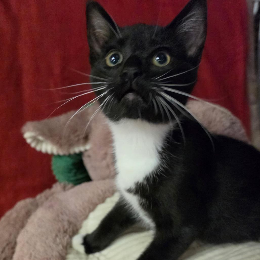 FLASH, adopted, Kitten Male Domestic Short Hair.