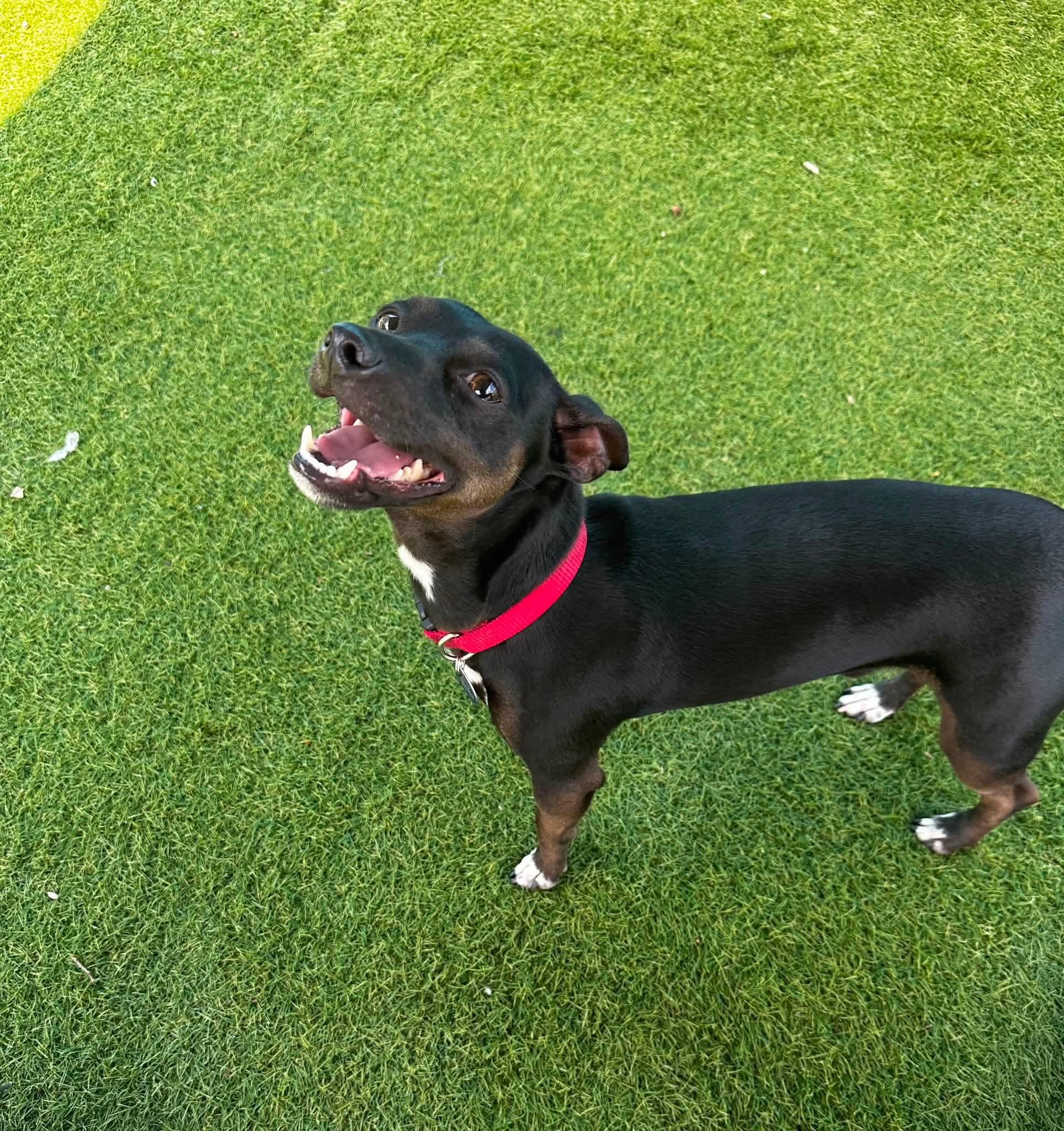 Enlarge Bandit, a Adoptable mixed breed in Cedar Rapids, IA image 4/6