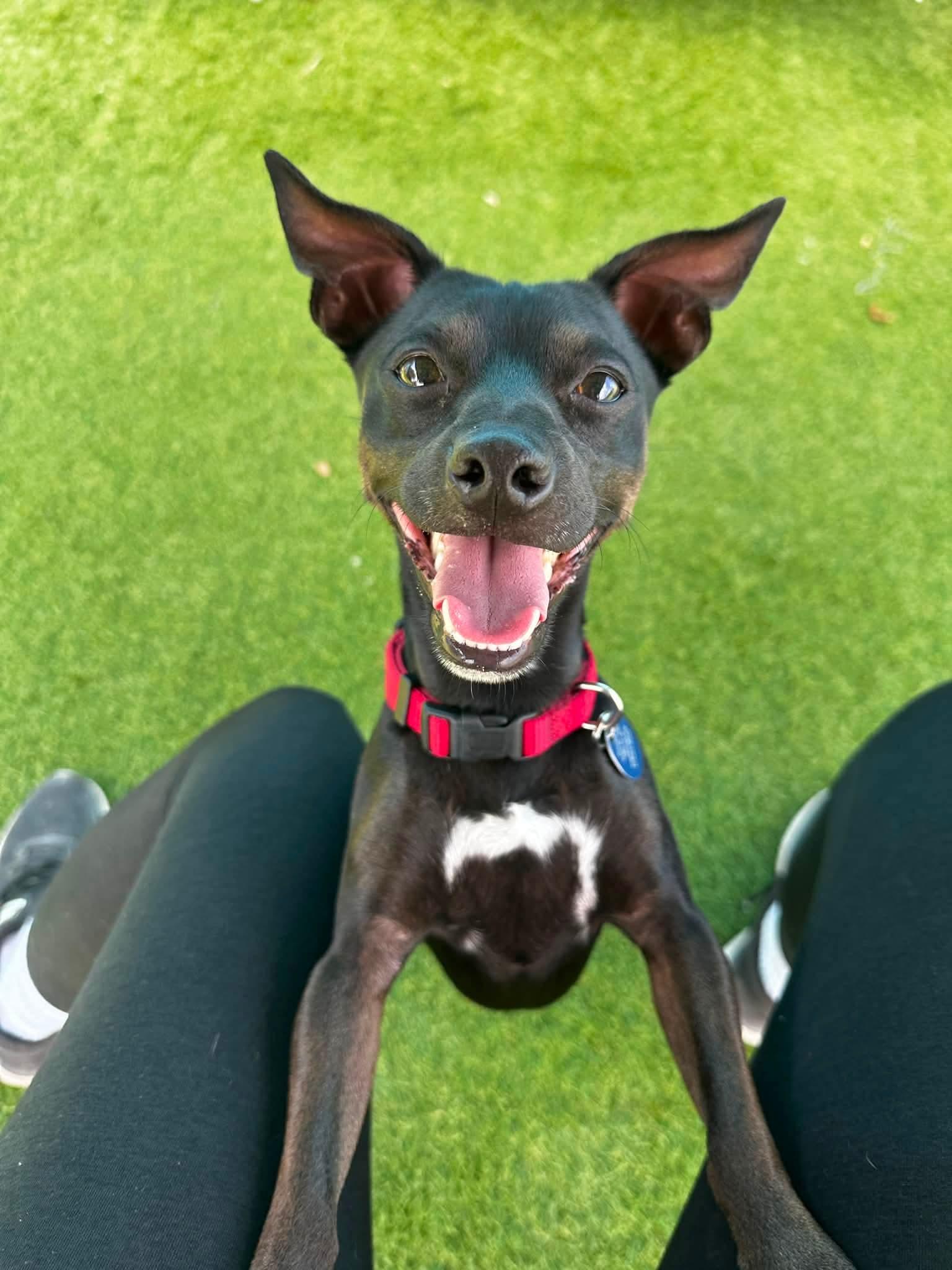 Enlarge Bandit, a Adoptable mixed breed in Cedar Rapids, IA image 1/6