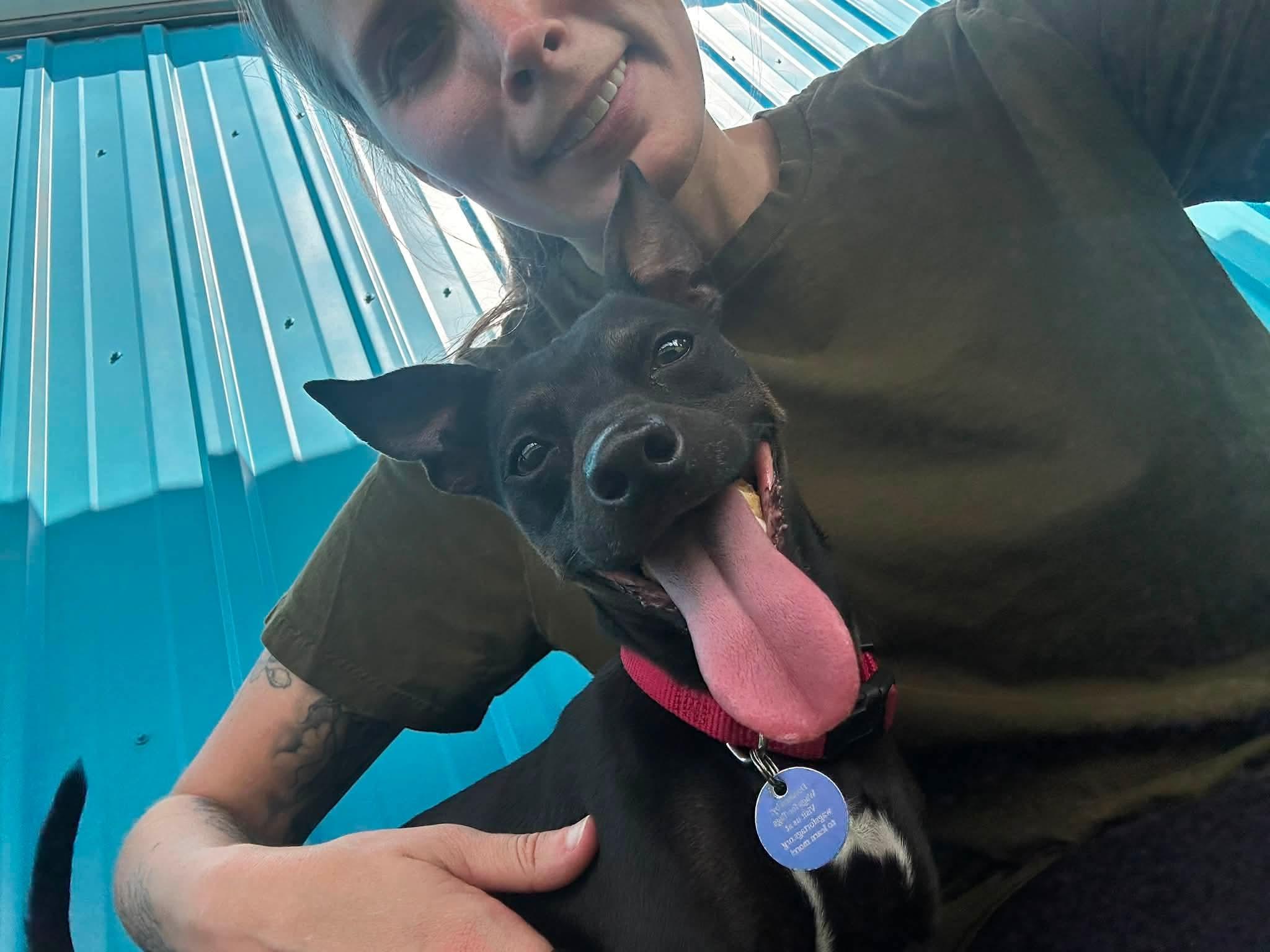 Enlarge Bandit, a Adoptable mixed breed in Cedar Rapids, IA image 5/6