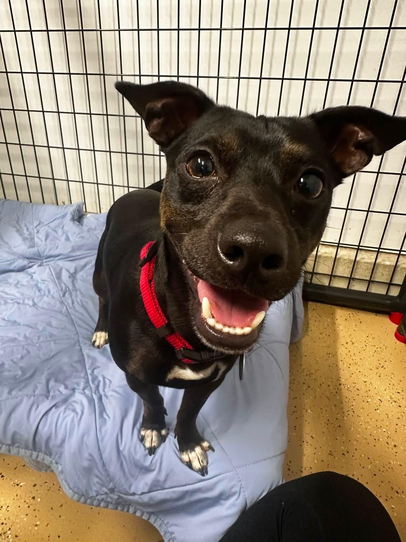 Enlarge Bandit, a Adoptable mixed breed in Cedar Rapids, IA image 2/6