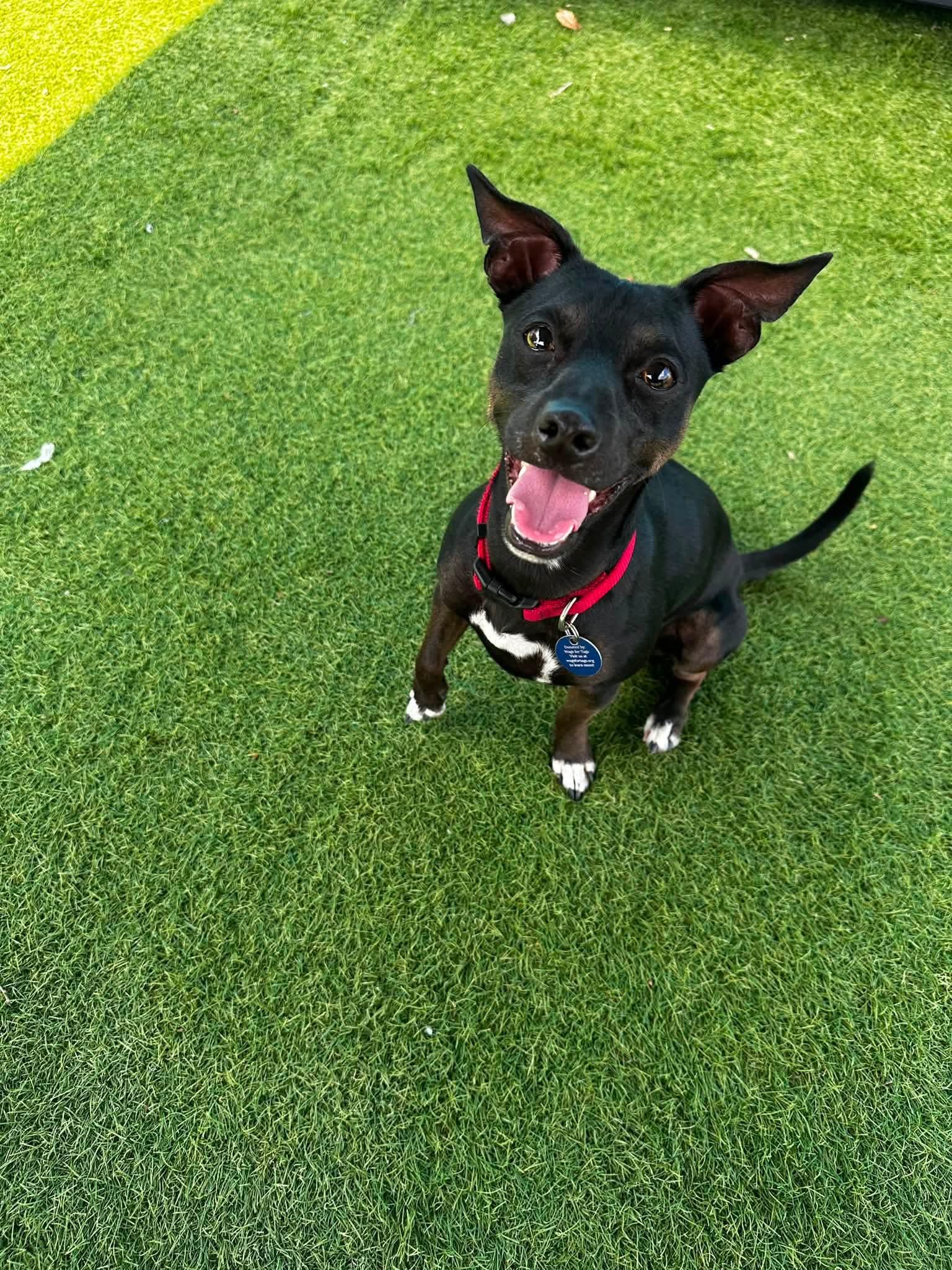 Enlarge Bandit, a Adoptable mixed breed in Cedar Rapids, IA image 3/6