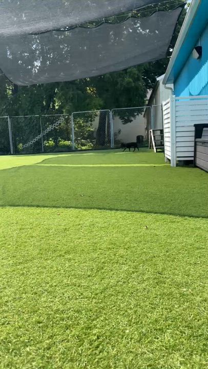 Enlarge Bandit, a Adoptable mixed breed in Cedar Rapids, IA video 6/6
