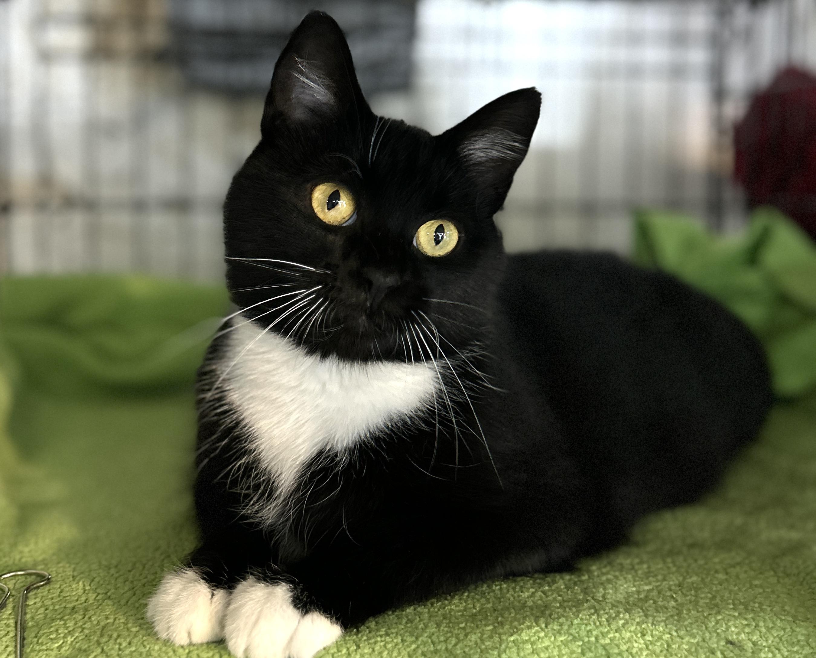 Reva, ADOPTABLE, Adult Female Domestic Short Hair.
