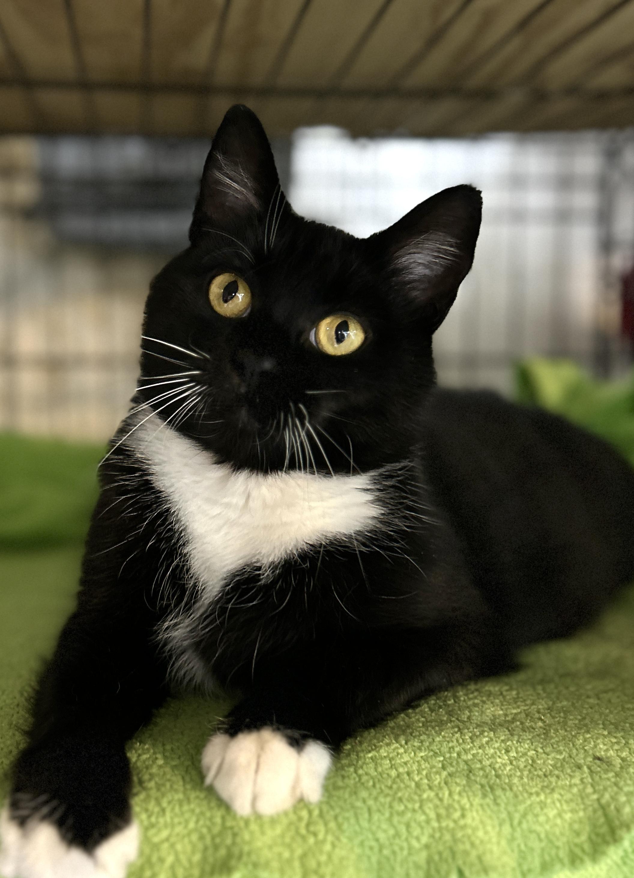 Enlarge Reva, a ADOPTABLE Domestic Short Hair in Avon, OH image 2/3