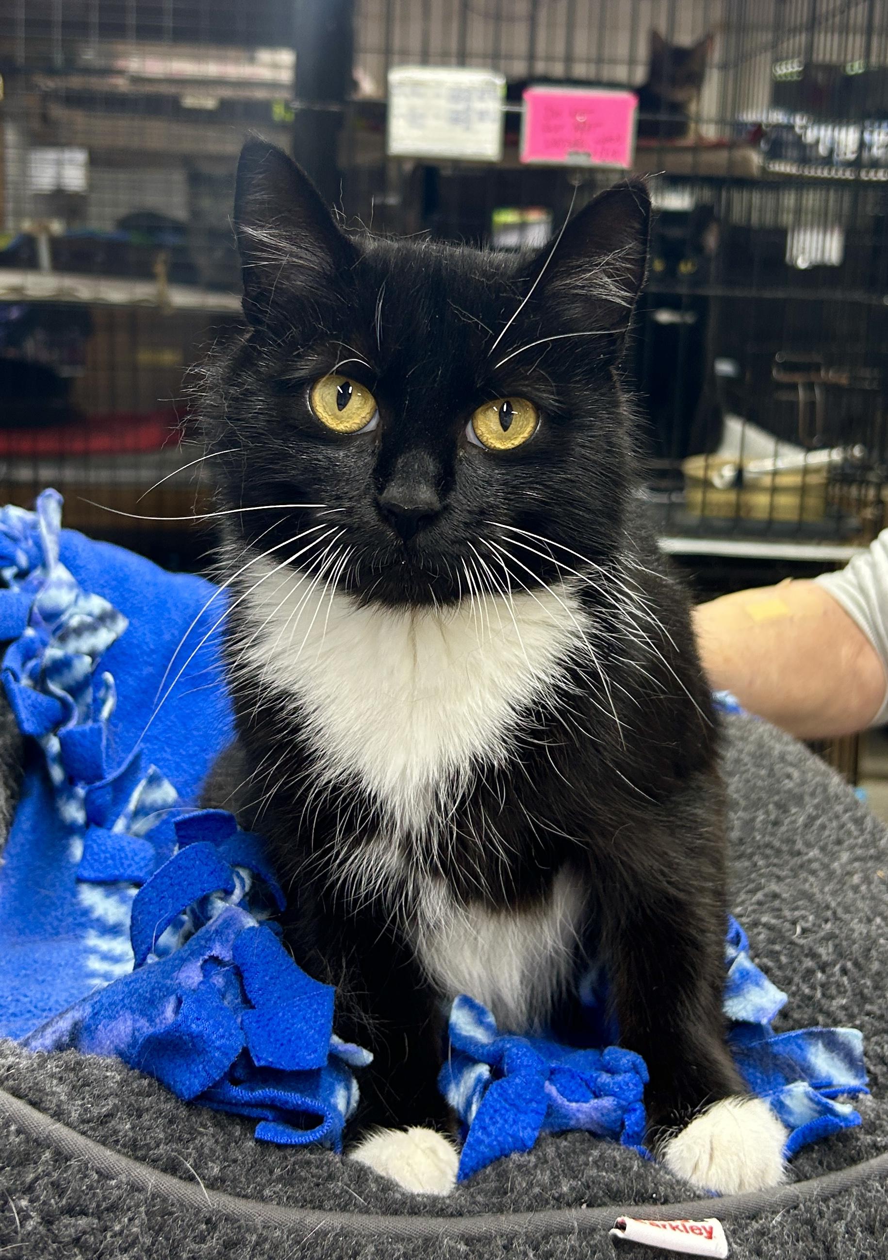 Enlarge Reva, a ADOPTABLE Domestic Short Hair in Avon, OH image 3/3