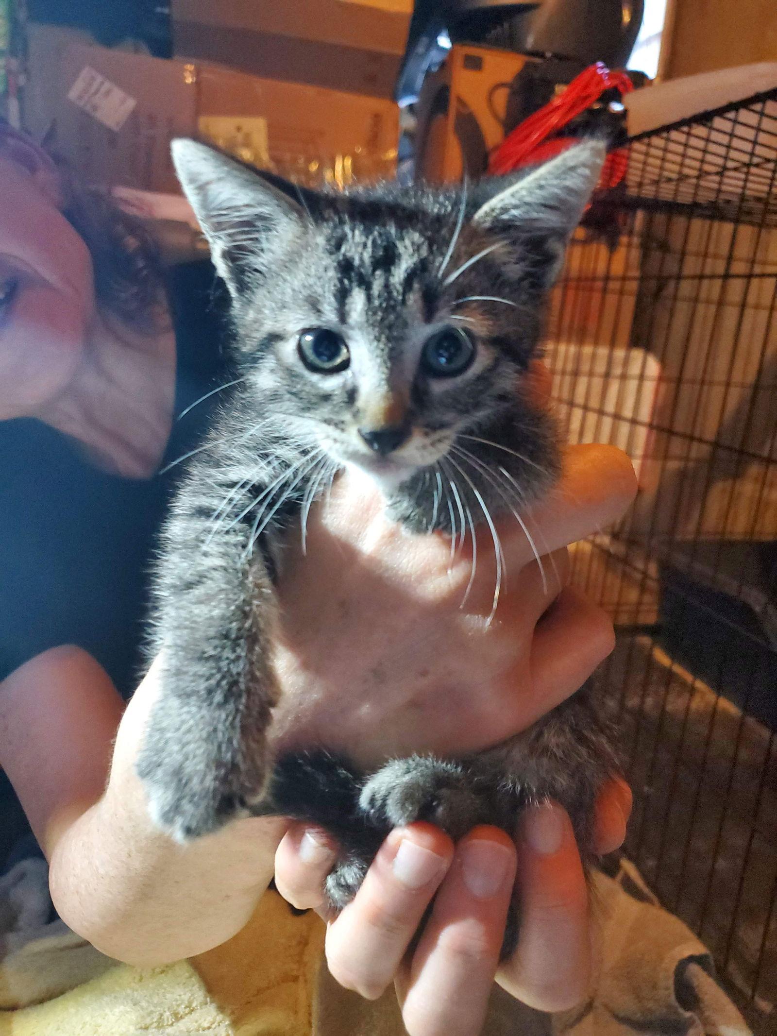 Harry, Adoptable, Kitten Male American Shorthair & Tabby.
