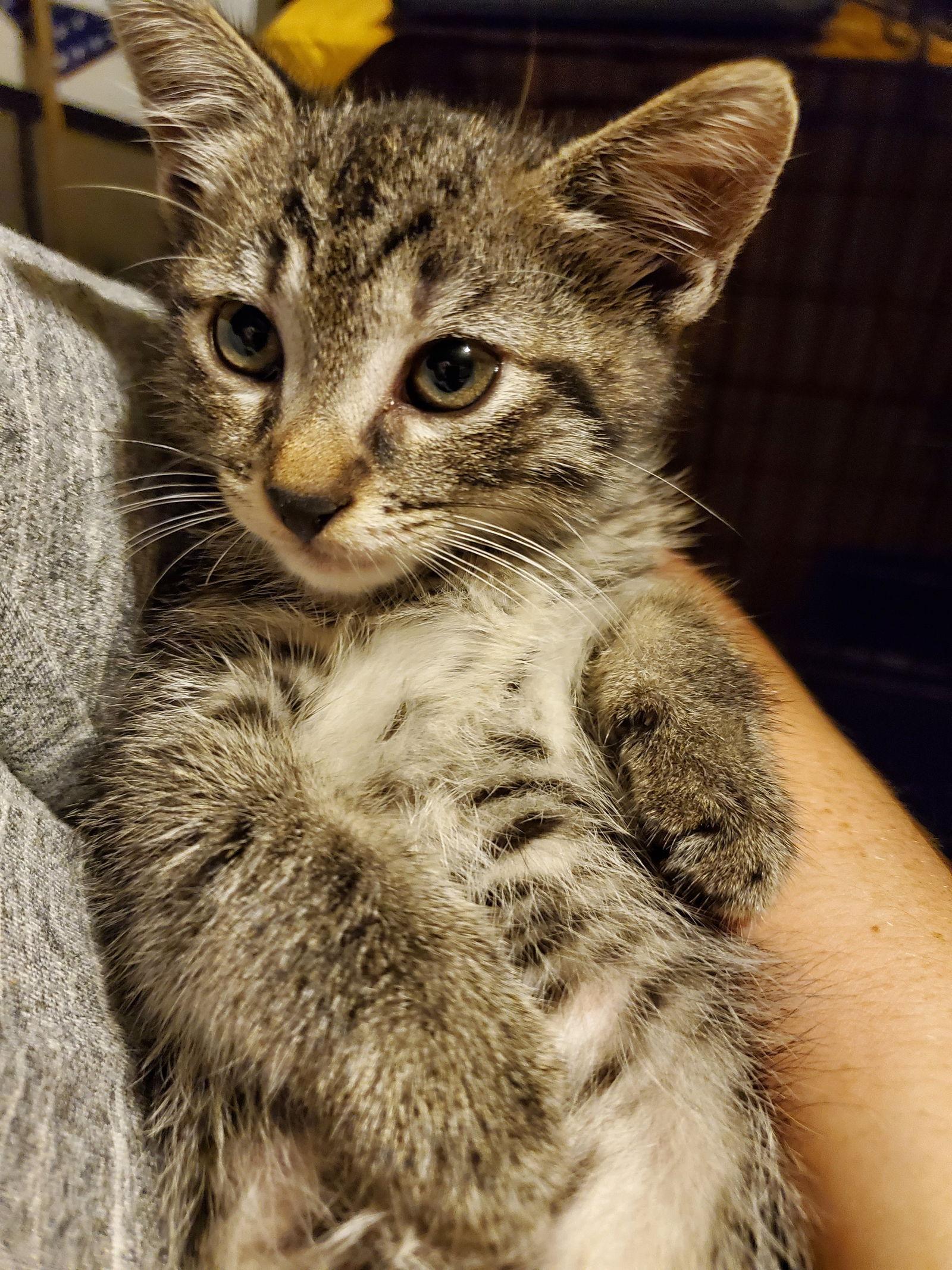 Harry, a Adoptable mixed breed in Flushing, NY image 2/3