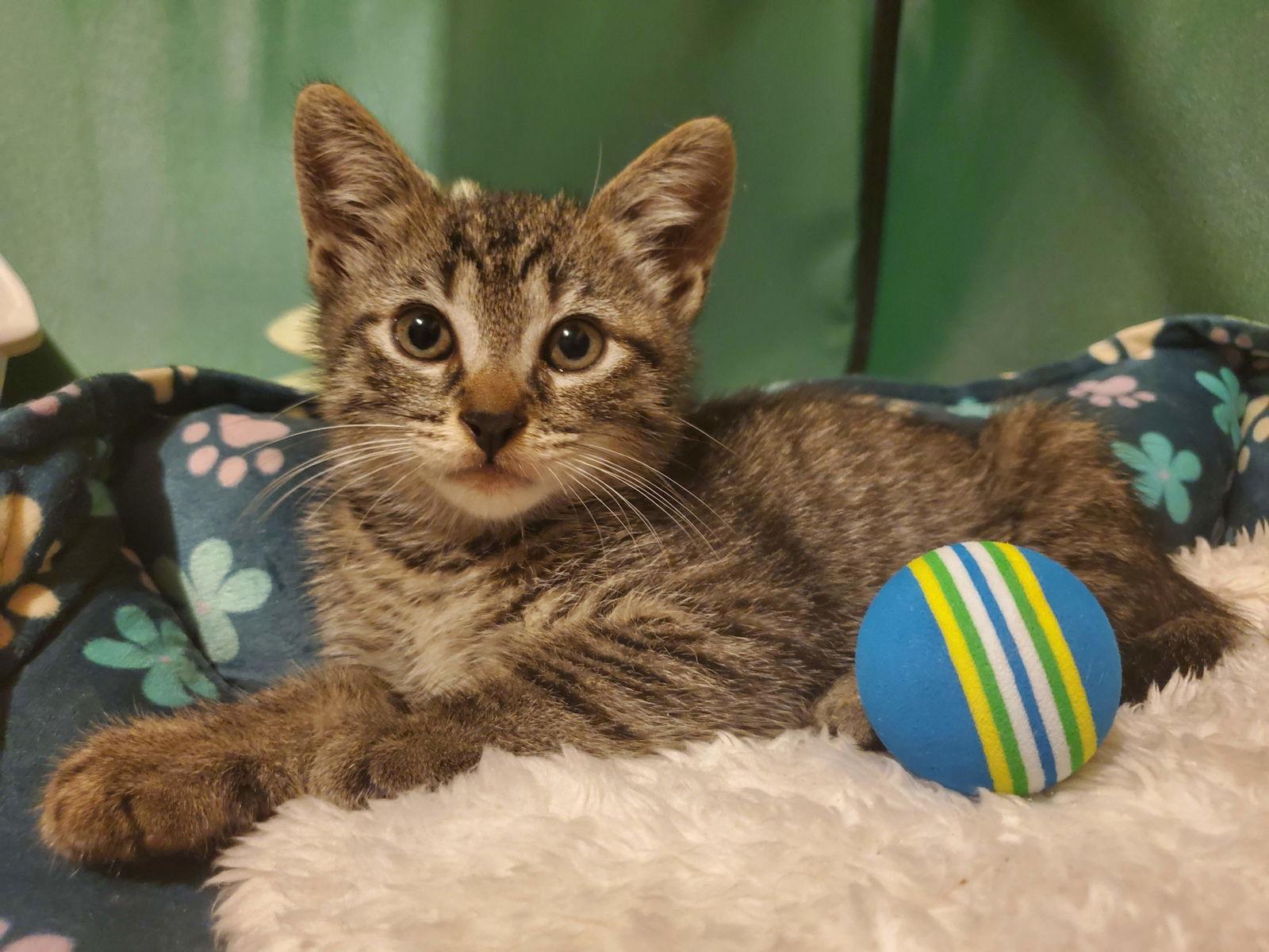 Harry, a Adoptable mixed breed in Flushing, NY image 3/3