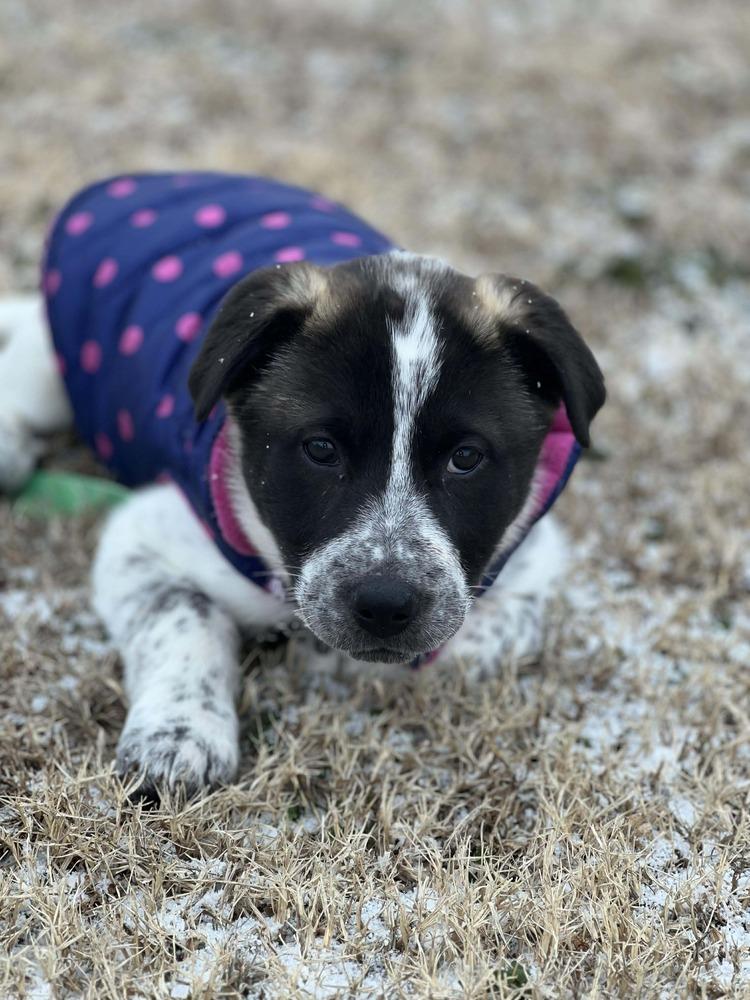 Enlarge Violet, a Adoptable mixed breed in Wendell, NC image 3/5