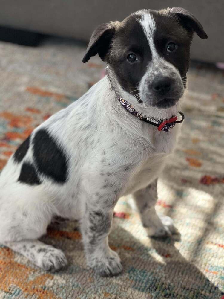 Enlarge Violet, a Adoptable mixed breed in Wendell, NC image 4/5