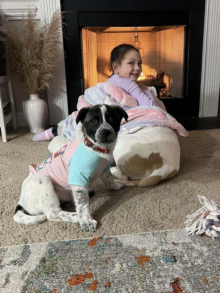 Enlarge Violet, a Adoptable mixed breed in Wendell, NC image 5/5