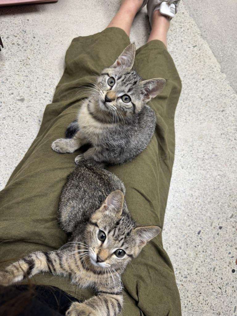 Charlie & Boa, a Adoptable Domestic Short Hair in Emeryville, CA image 2/3