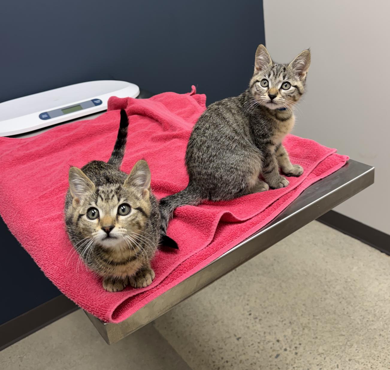 Charlie & Boa, Adoptable, Kitten Male Domestic Short Hair.
