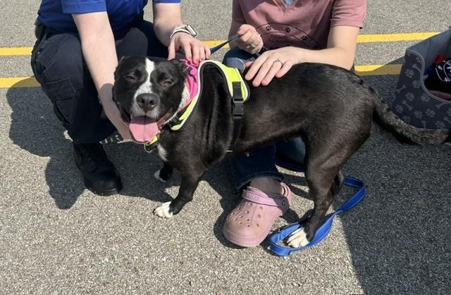 Mya, a Adoptable mixed breed in Springdale, PA image 1/2