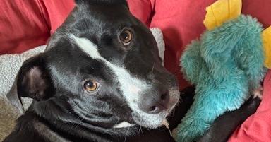 Mya, a Adoptable mixed breed in Springdale, PA image 2/2