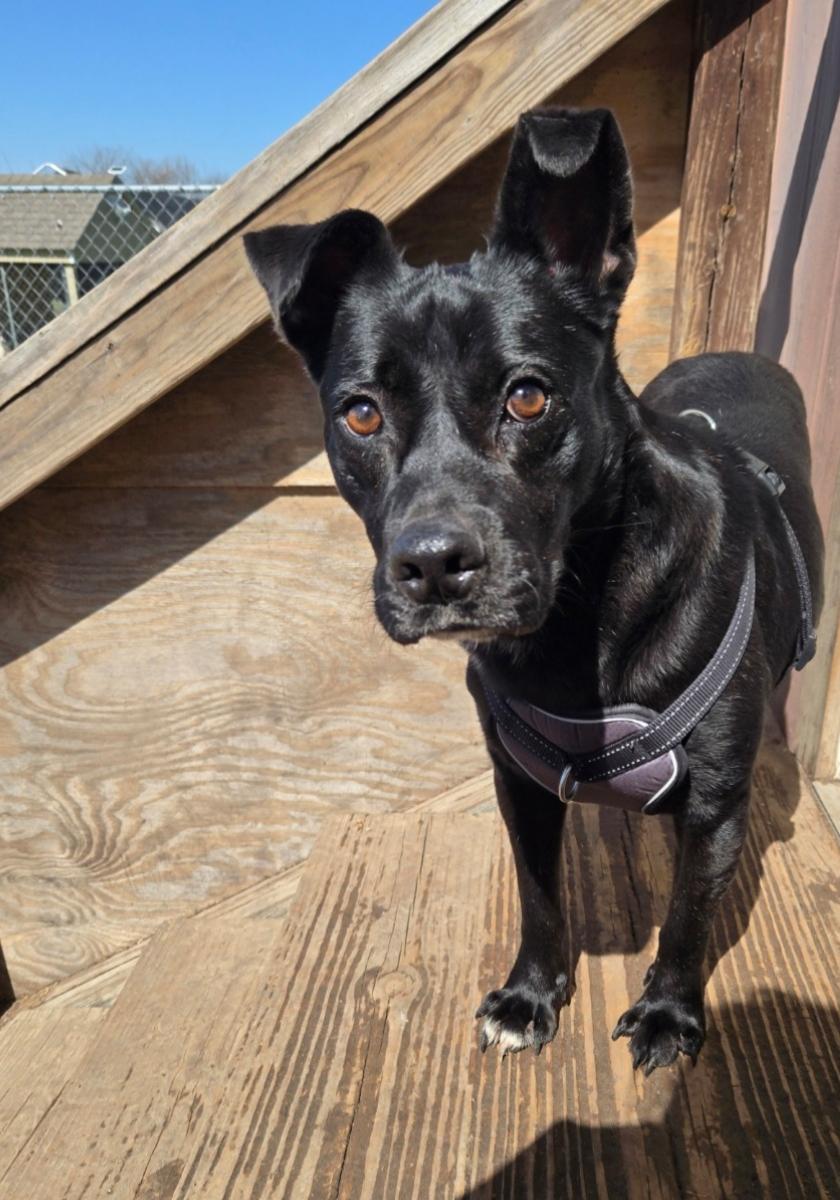 Enlarge Miguel, a Adoptable mixed breed in Plano, TX image 1/5