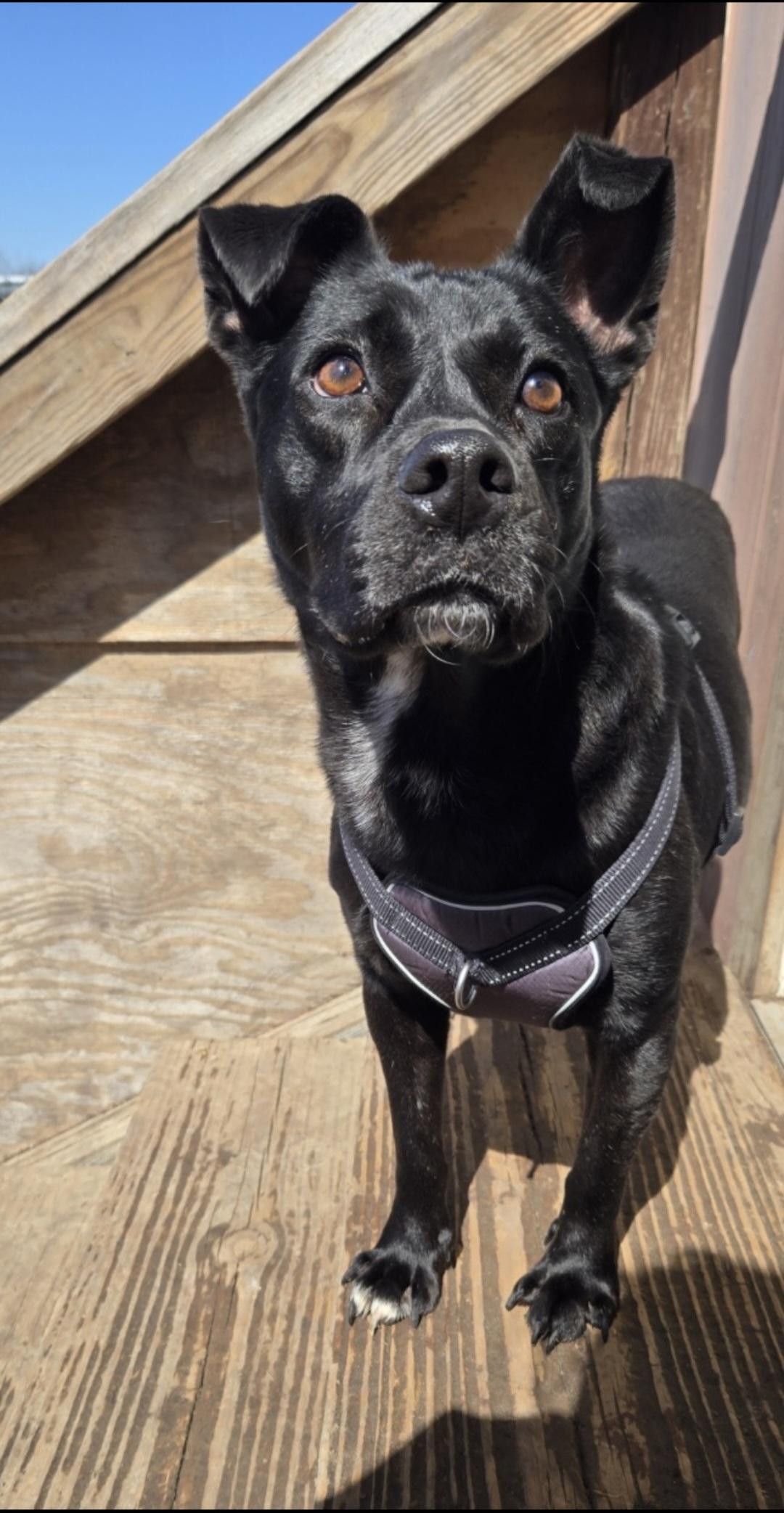 Enlarge Miguel, a Adoptable mixed breed in Plano, TX image 2/5